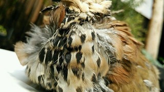 DSC_0221.jpg