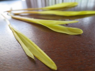IMG_0484.jpg