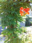 D1001030.jpg